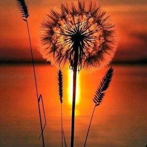 Meet your Posher, Geri